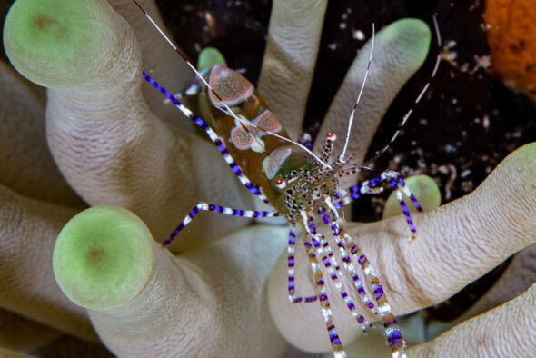 AnemoneShrimp