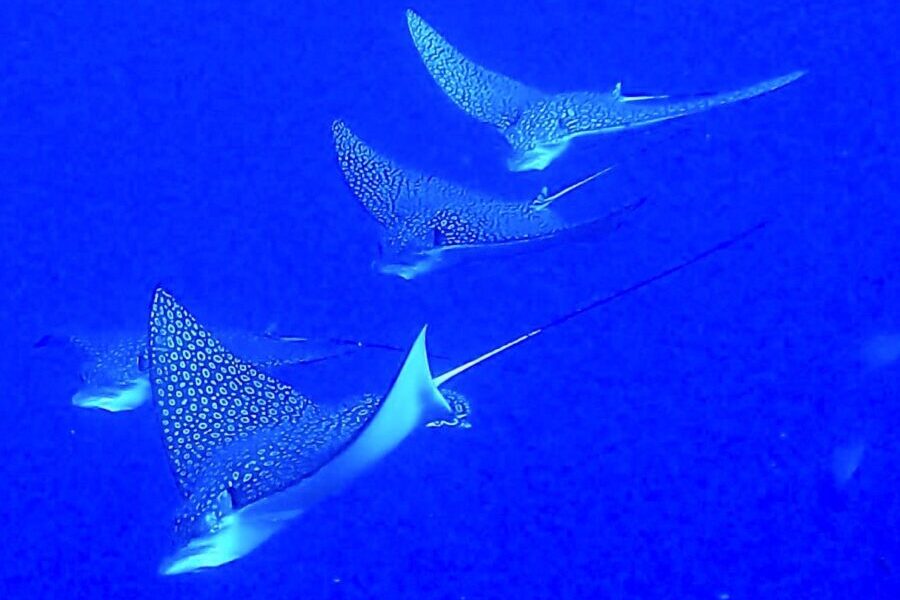 Aetobatus narianari, eagle Rays
