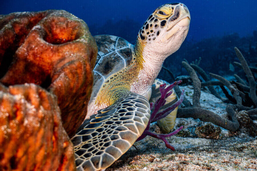 Green Turtle