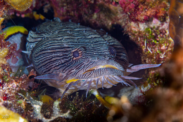 Splendid Toadfish